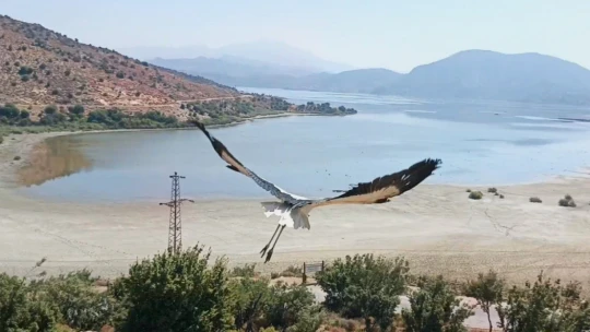 Aydın'da kurtarılan leylek ve flamingo doğaya salındı