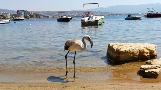 Aydın'da kurtarılan leylek ve flamingo doğaya salındı