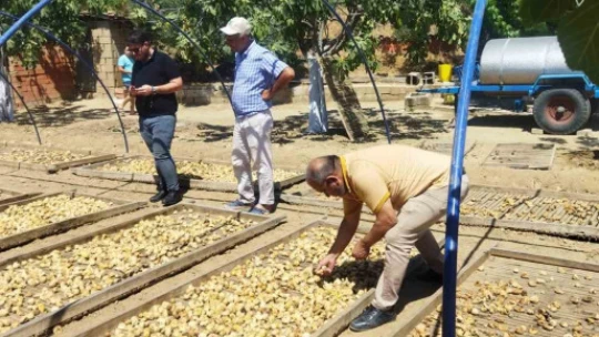 Aydın'da kuru incir rekoltesi değerlendirme toplantısı yapıldı