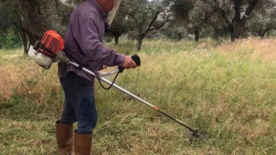 Aydın'da kuru otlar temizleniyor