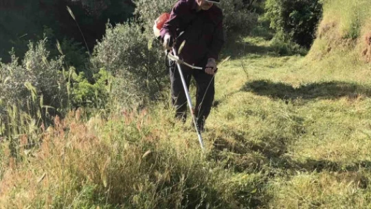 Aydın'da kuru otlar temizleniyor