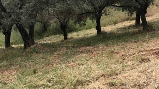 Aydın'da kuru otlar temizleniyor