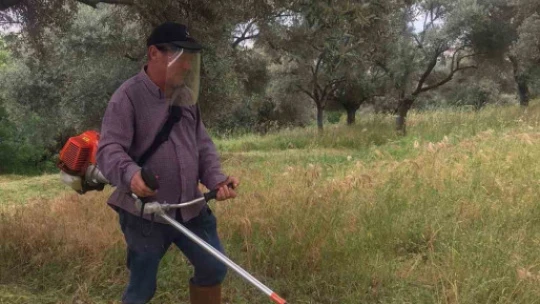 Aydın'da kuru otlar temizleniyor