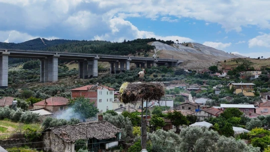 Aydın'da leylek sayımları tamamlandı