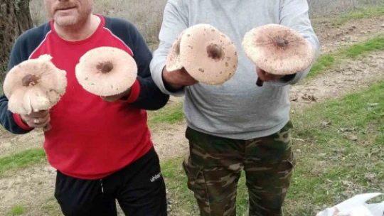 Aydın'da mantar bereketi yaşanıyor, uzmanlar zehirlenmelere karşı uyardı