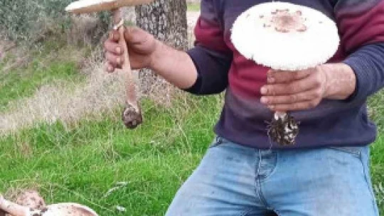 Aydın'da mantar bereketi yaşanıyor, uzmanlar zehirlenmelere karşı uyardı