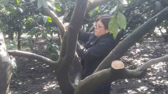 Aydın'da narenciye bahçeleri tuzaklandı
