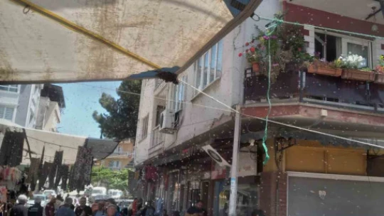 Aydın'da oğul çıkaran arı kolonisi pazar tezgahına kondu