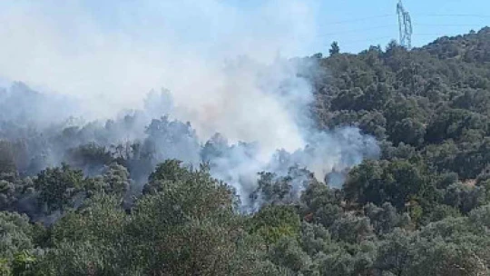 Aydın'da orman yangını