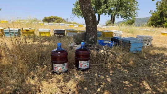 Aydın'da orman yangınlarına karşı yeni tedbir alındı