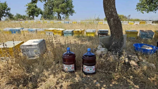 Aydın'da orman yangınlarına karşı yeni tedbir alındı