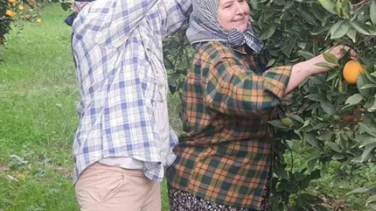 Aydın'da portakal üreticisi bu yıl umduğunu bulamadı