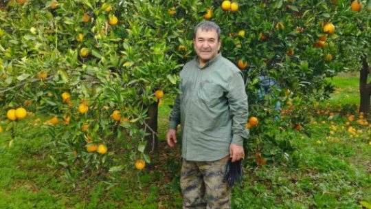 Aydın'da portakal üreticisi bu yıl umduğunu bulamadı