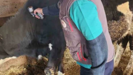 Aydın'da şap hastalığı ile mücadele aralıksız sürüyor