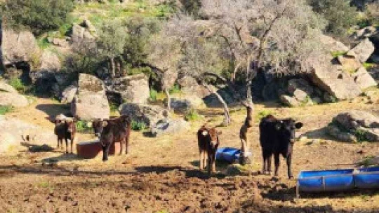 Aydın'da şap hastalığı ile mücadele aralıksız sürüyor