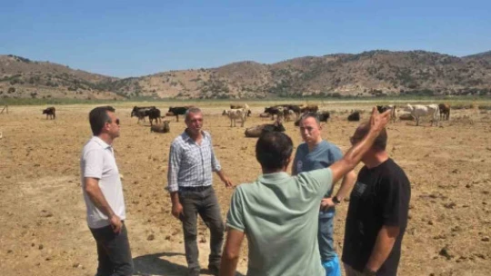 Aydın'da şap hastalığına karşı aşılama çalışmaları sürüyor