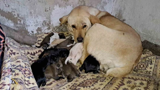 Aydın'da sokak köpeği bir batında 12 yavru doğurdu