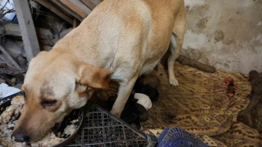 Aydın'da sokak köpeği bir batında 12 yavru doğurdu