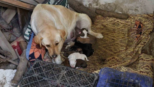 Aydın'da sokak köpeği bir batında 12 yavru doğurdu