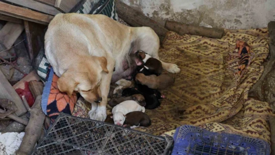 Aydın'da sokak köpeği bir batında 12 yavru doğurdu