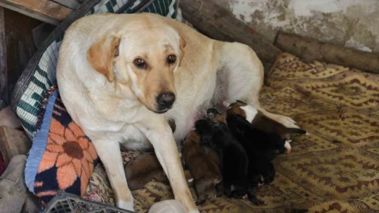 Aydın'da sokak köpeği bir batında 12 yavru doğurdu