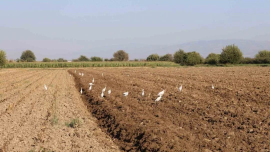 Aydın'da su kuşları, çiftçilerin tarladaki yoldaşı oluyor