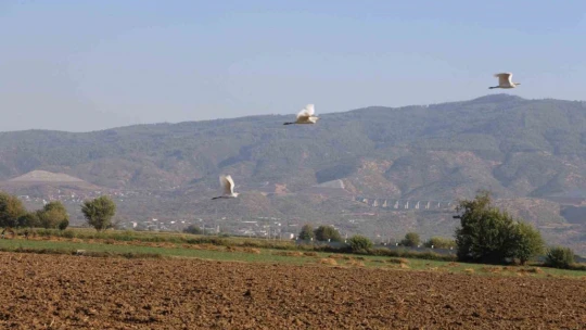 Aydın'da su kuşları, çiftçilerin tarladaki yoldaşı oluyor