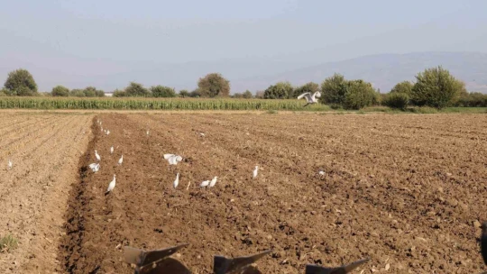 Aydın'da su kuşları, çiftçilerin tarladaki yoldaşı oluyor