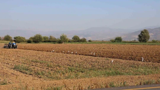 Aydın'da su kuşları, çiftçilerin tarladaki yoldaşı oluyor
