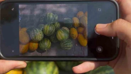 Aydın'da yapay zeka testi, yapay zeka karpuz seçiminde sınıfta kaldı