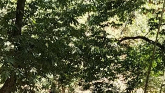 Aydın'da yaylalar cazibe merkezi oldu