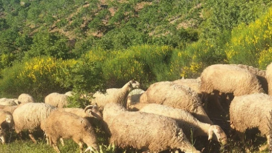 Aydın'da Yörüklerin yayla yolculuğu başladı