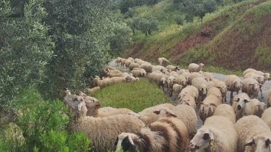 Aydın'da Yörüklerin yayla yolculuğu başladı