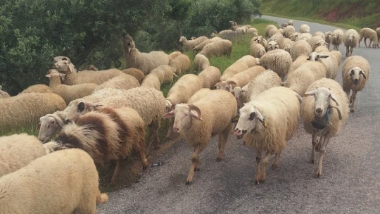 Aydın'da Yörüklerin yayla yolculuğu başladı