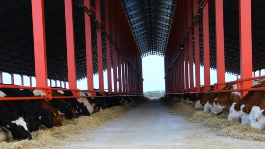 Aydın'da yürütülen 'Dişi sperma' projesi hayvancılığa can veriyor