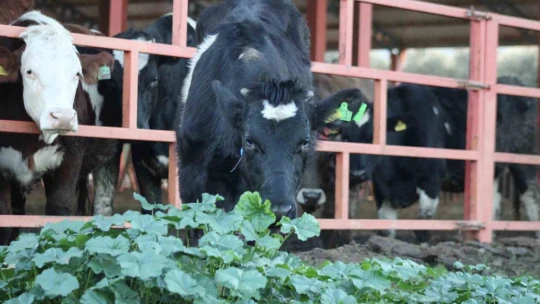 Aydın'da yürütülen 'Dişi sperma' projesi hayvancılığa can veriyor