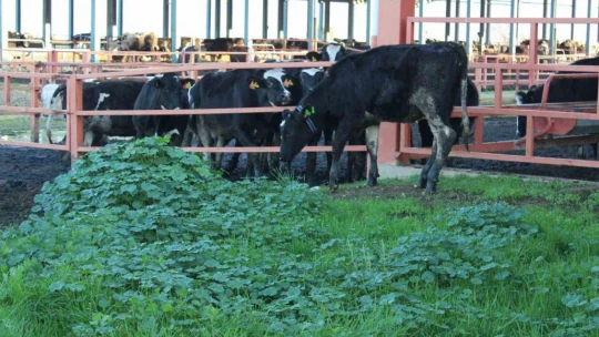 Aydın'da yürütülen 'Dişi sperma' projesi hayvancılığa can veriyor