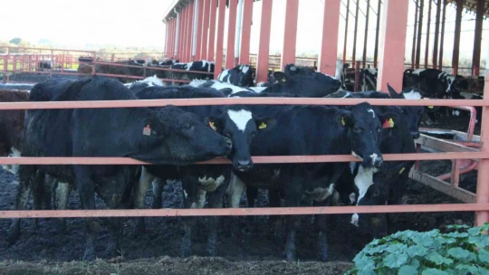 Aydın'da yürütülen 'Dişi sperma' projesi hayvancılığa can veriyor