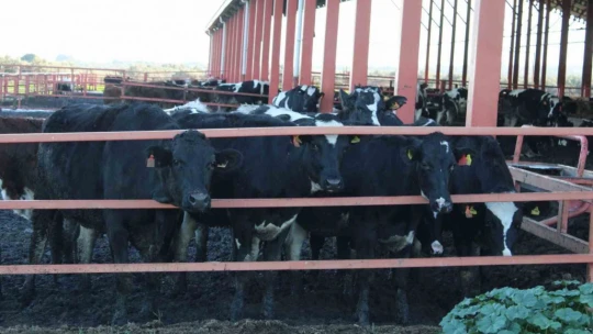 Aydın'da yürütülen 'Dişi sperma' projesi hayvancılığa can veriyor