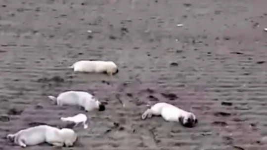 Aydın'da zehirlenme iddiası: Köpek ve yavruları telef oldu