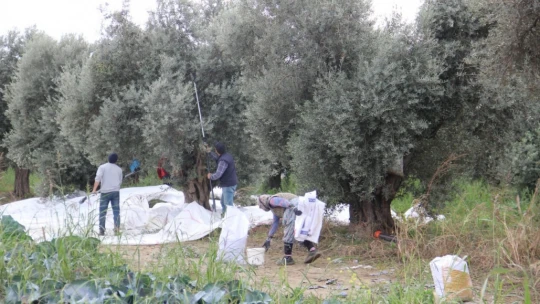 Aydın'da zeytin üreticisi zamanla yarışıyor