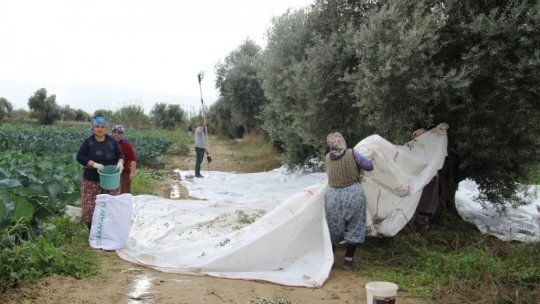 Aydın'da zeytin üreticisi zamanla yarışıyor