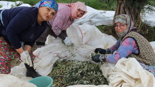 Aydın'da zeytin üreticisi zamanla yarışıyor