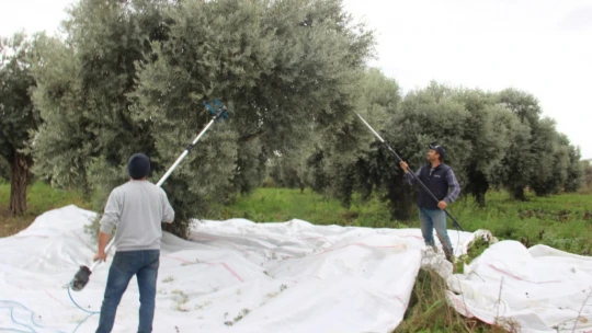 Aydın'da zeytin üreticisi zamanla yarışıyor