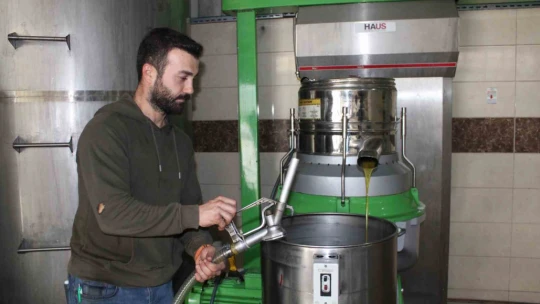 Aydın'da zeytinin yağa dönüşüm yolculuğu başladı