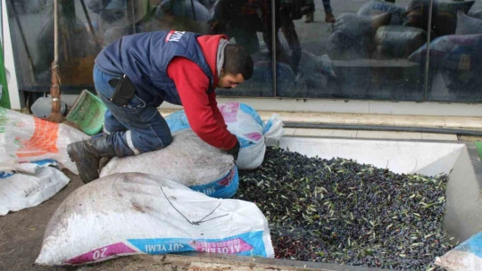 Aydın'da zeytinin yağa dönüşüm yolculuğu başladı
