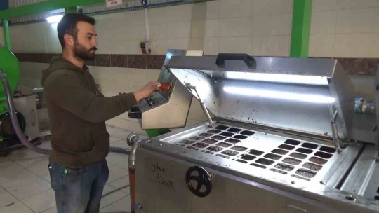 Aydın'da zeytinin yağa dönüşüm yolculuğu başladı