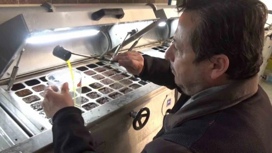 Aydın'da zeytinin yağa dönüşüm yolculuğu başladı