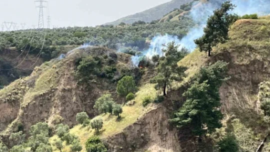 Aydın'da zirai alan yangını