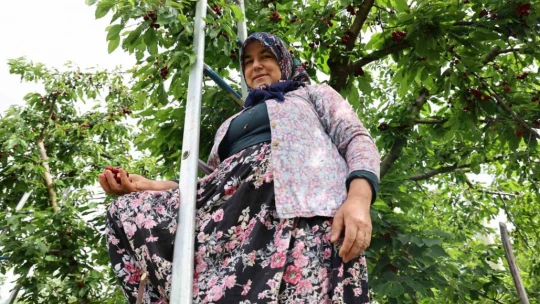 Aydın Dağları'nda erkenci kirazda hasat başladı